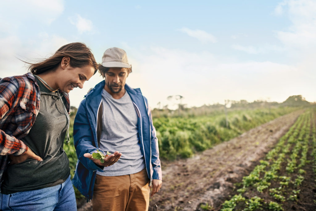 Shot of a young man and woman picking organically grown vegetables on a farm