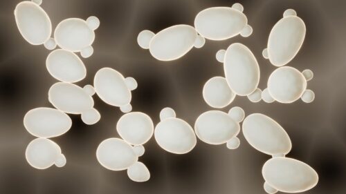 Qui est Saccharomyces cerevisiae, la star des levures ?
