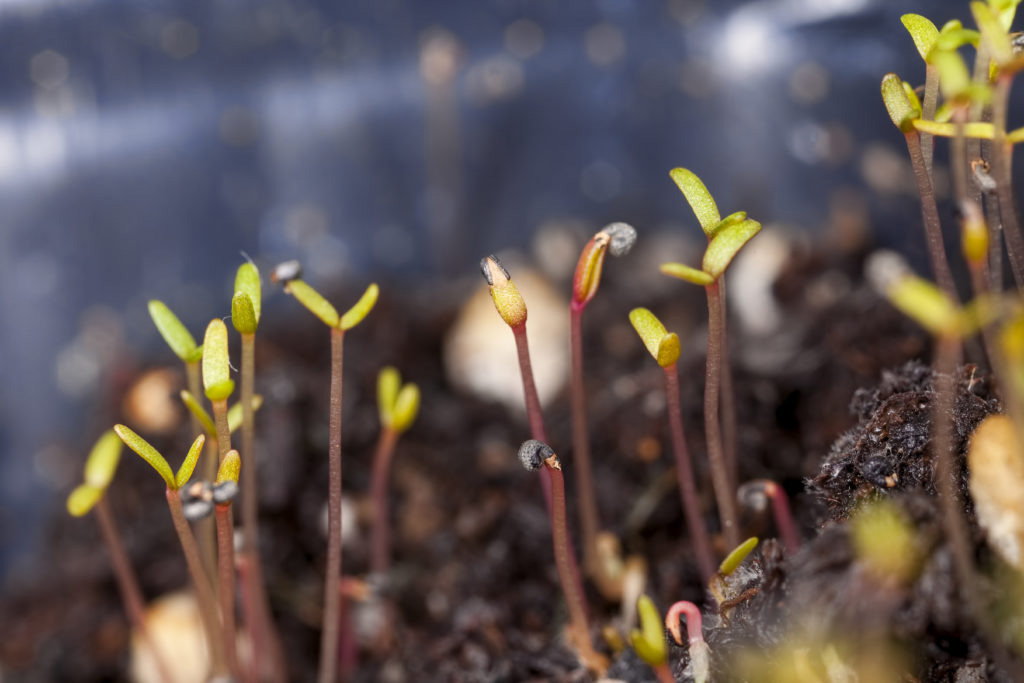 From the earth, to the earth: the yeast life cycle 