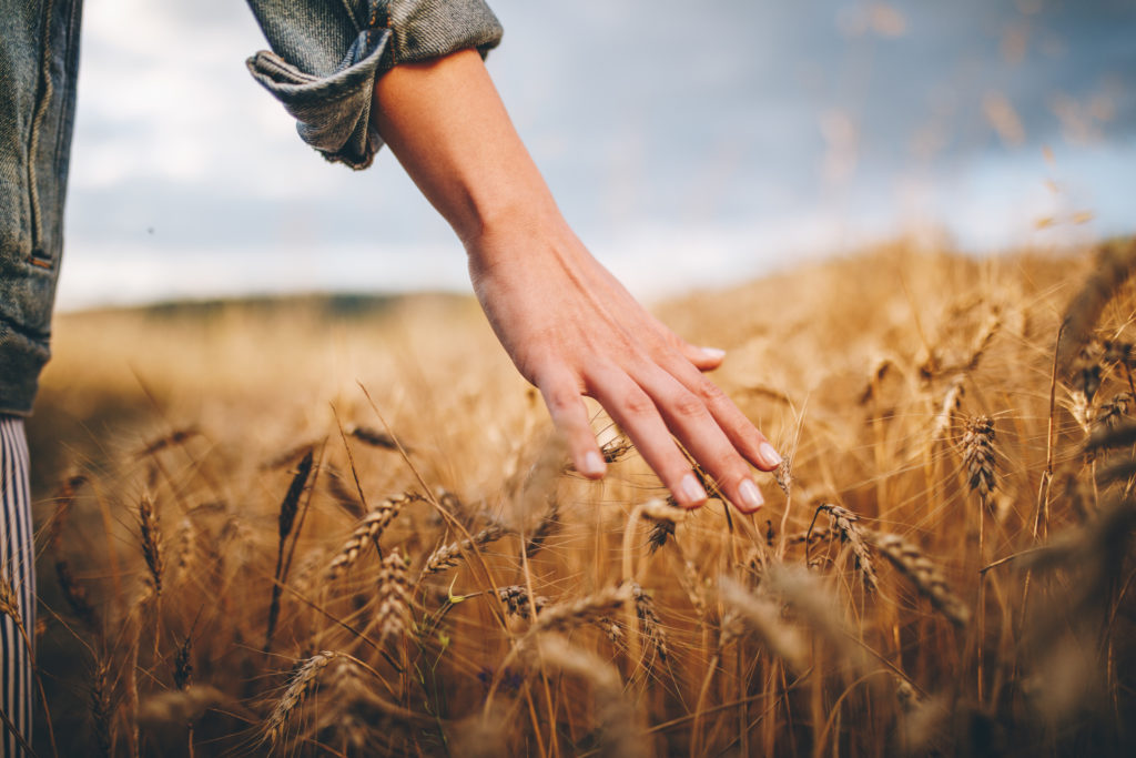 Beautiful young girl with a basket full of flowers walking through wheat and lavander field