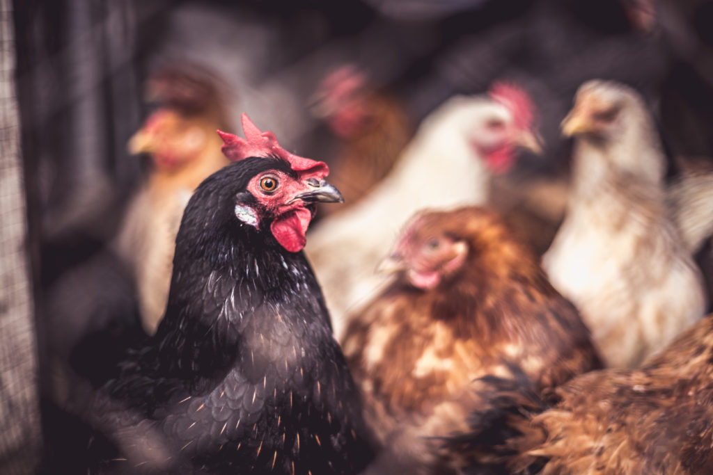 Chickens on the farm. Toned, style, color photo