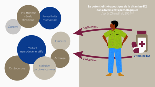 Le potentiel thérapeutique de la vitamine K2 dans divers états pathologiques