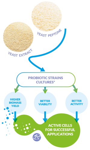 Striving for more efficient probiotics