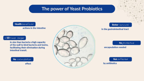 The power of yeast probiotics