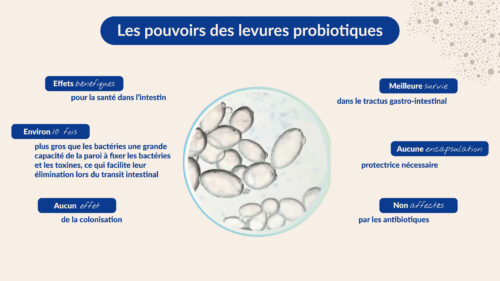 Le pouvoir des levures probiotiques