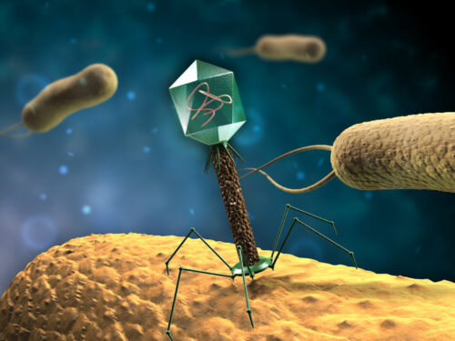 Bacteriophage ready to inject its genetic material into host bacteria