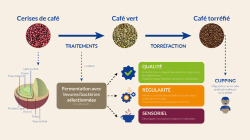 Fermentation starter_Coffee