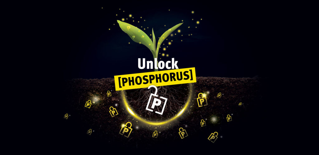 Unlock Phosphorus, un programme innovant pour réduire notre dépendance aux engrais