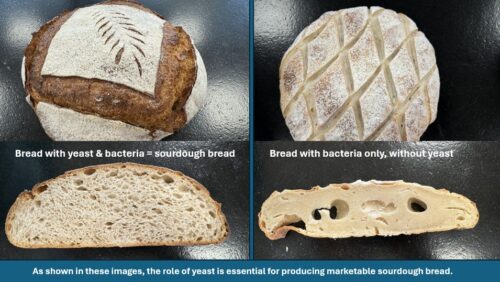 Photo bread sourdough_without yeast comparison_EN (1)