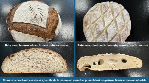 Levures & bactéries indissociables dans le levain