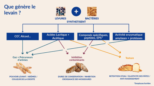 Levain : un ferment au cœur des tendances boulangères mondiales