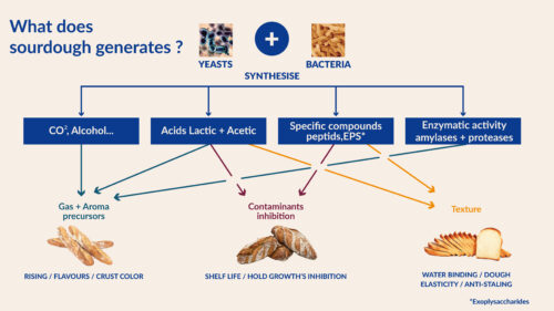 Schema-what does sourdough generate